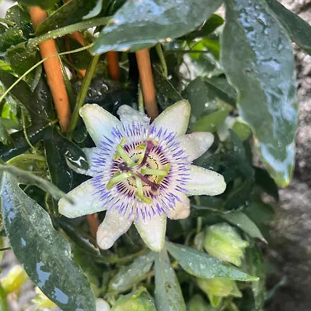 Appartamento Residenza Da Ste *