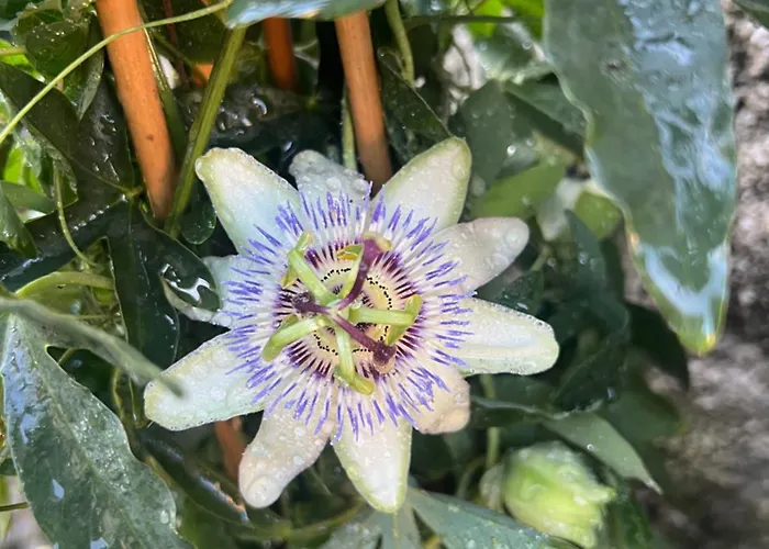 Apartment Residenza Da Ste *